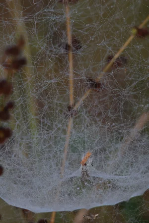 Web of life