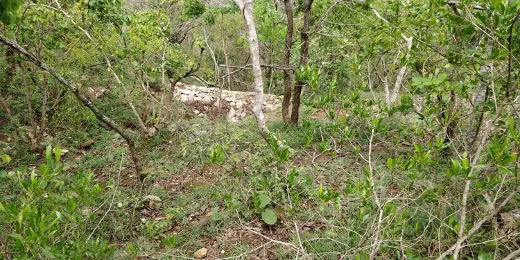 Natural recovery processes taking over the intervention area