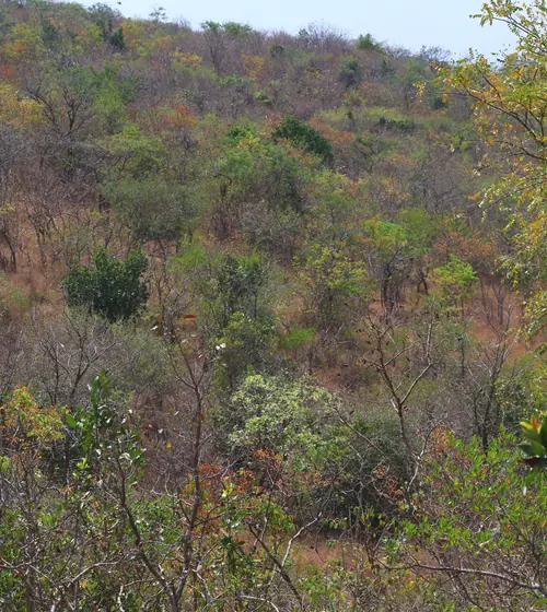 Habitat Recovering observed in 2024