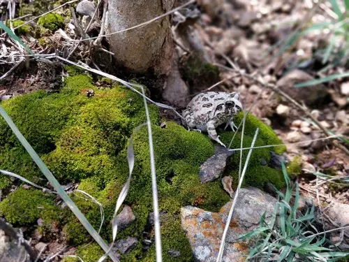 Indicators of habitat recovery