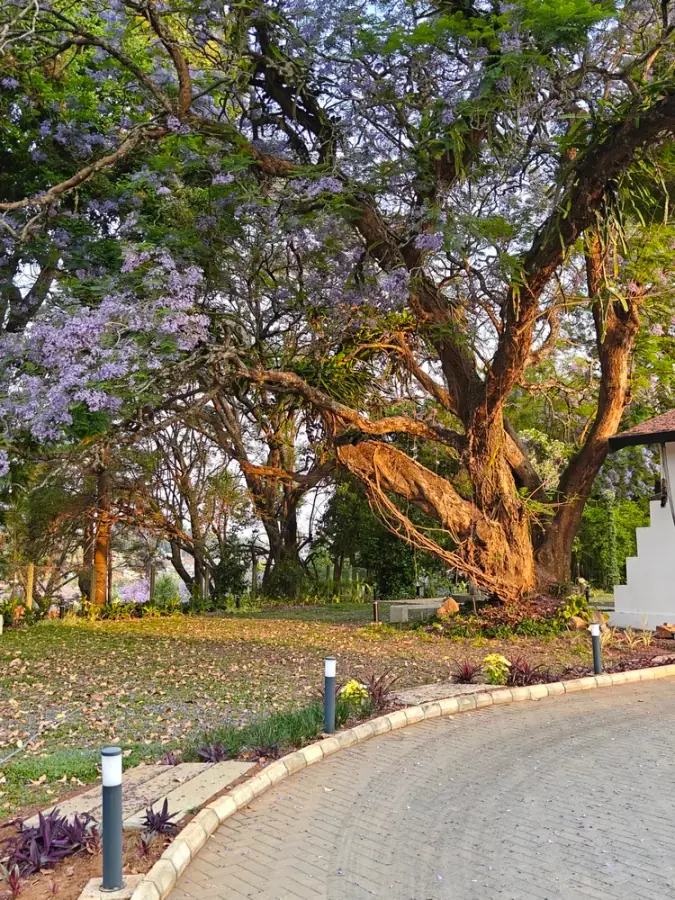 Chairman's Bungalow Landscape, photograph 16