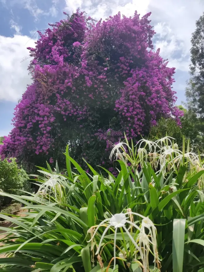 Chairman's Bungalow Landscape, photograph 20