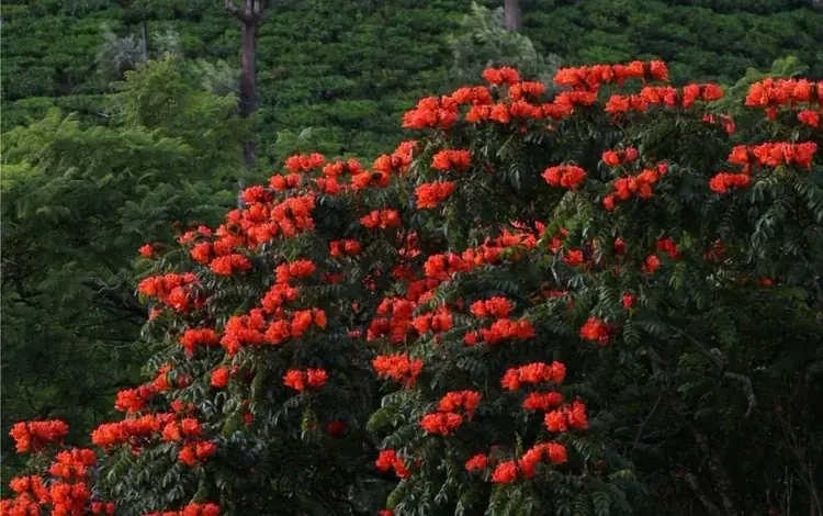 Chairman's Bungalow Landscape, photograph 29