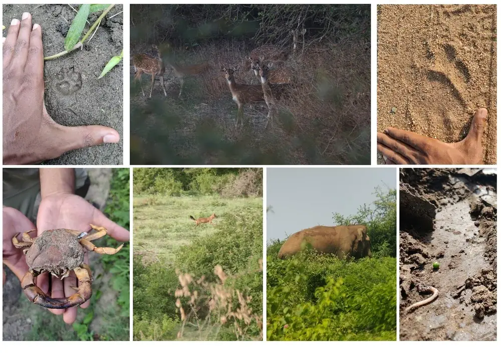 Documenting biodiversity within the restoration site