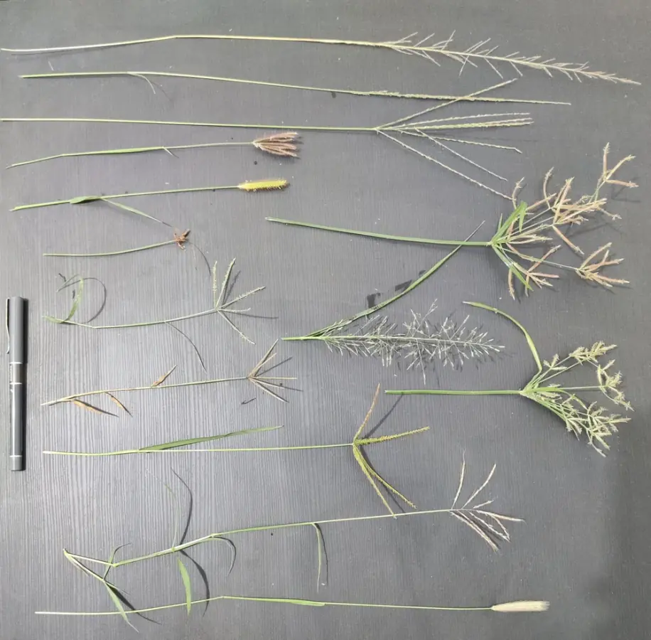 Documenting Grasses