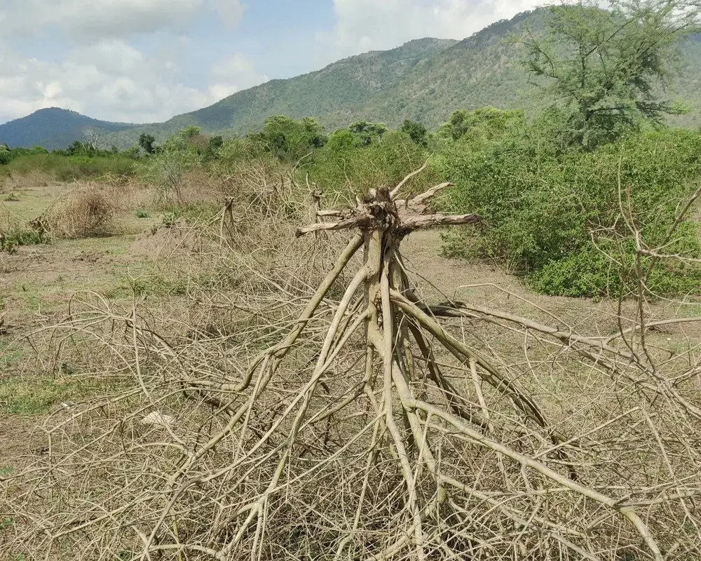 Invasive Alien Species Managment