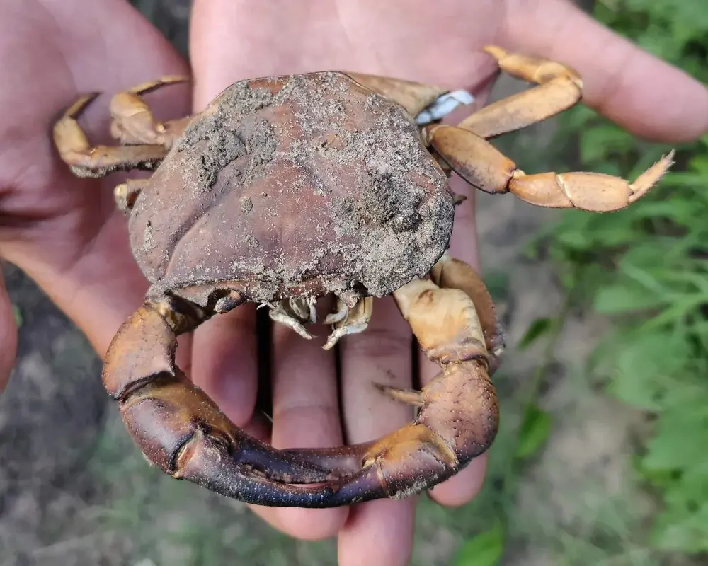 Freshwater crabs observed within the restoration site