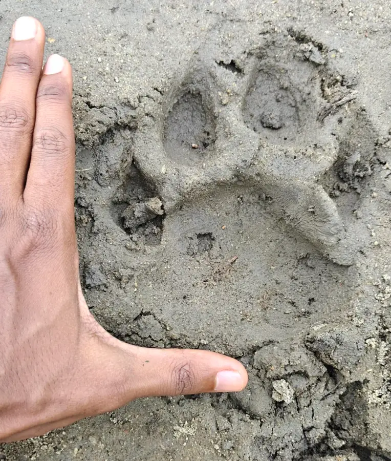 Wildlife movement showing positive signs of Restoration