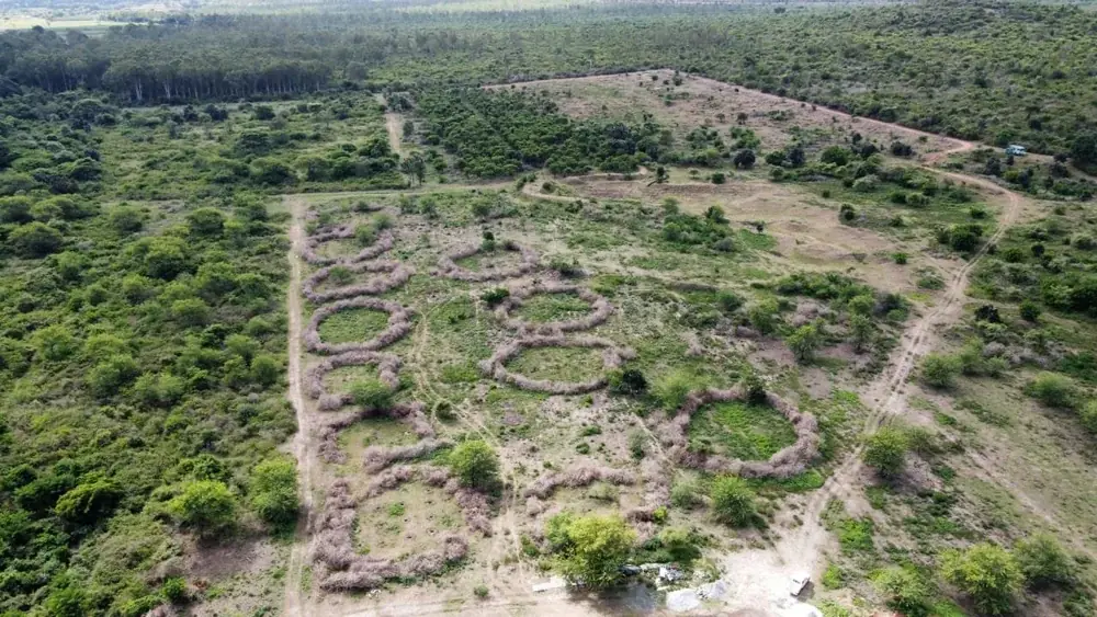 Lantana biomass rings used to protect planted areas