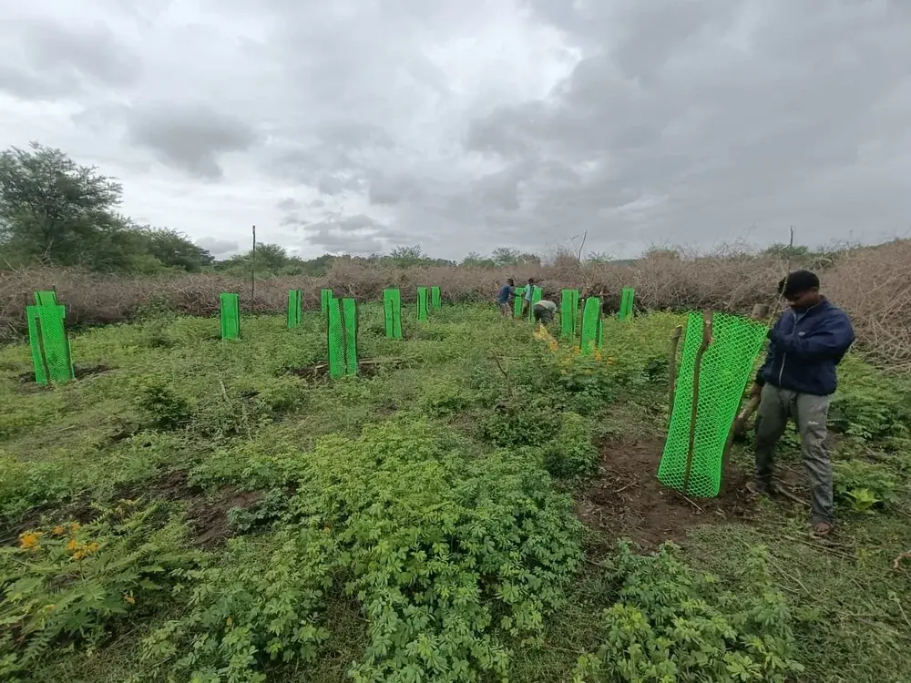 Native species planted with protection from wild harbivores