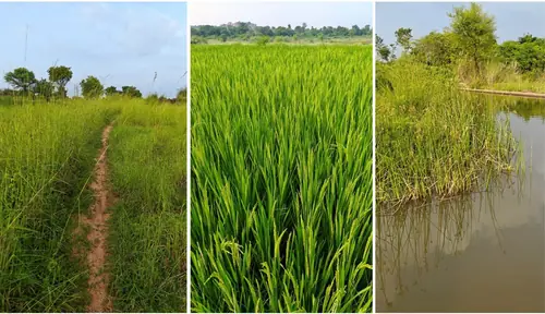 Regenerative Farm Landscapes, Karavulapalli, photograph 6