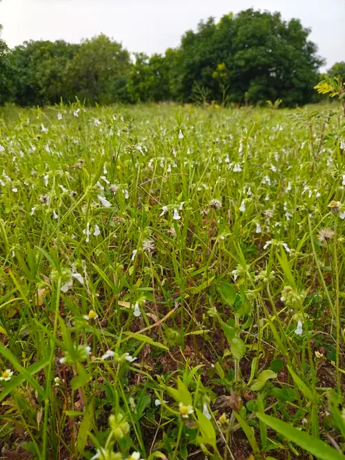 Regenerative Farm Landscapes, Karavulapalli, photograph 22