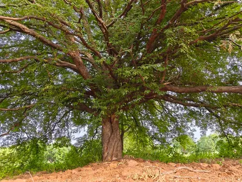 Regenerative Farm Landscapes, Karavulapalli, photograph 24