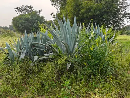 Regenerative Farm Landscapes, Karavulapalli, photograph 25