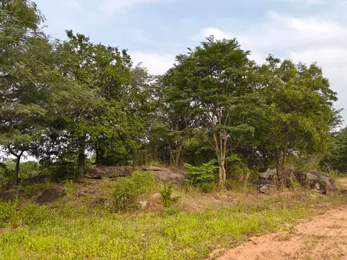 Regenerative Farm Landscapes, Karavulapalli, photograph 26
