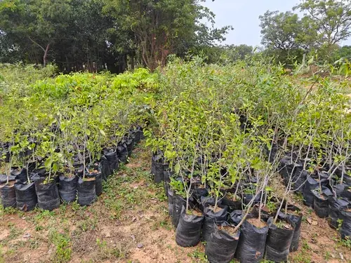 Regenerative Farm Landscapes, Karavulapalli, photograph 27
