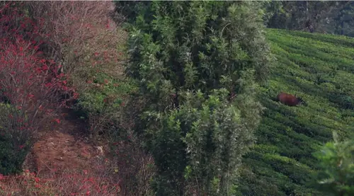 Typical Tea estate landscape