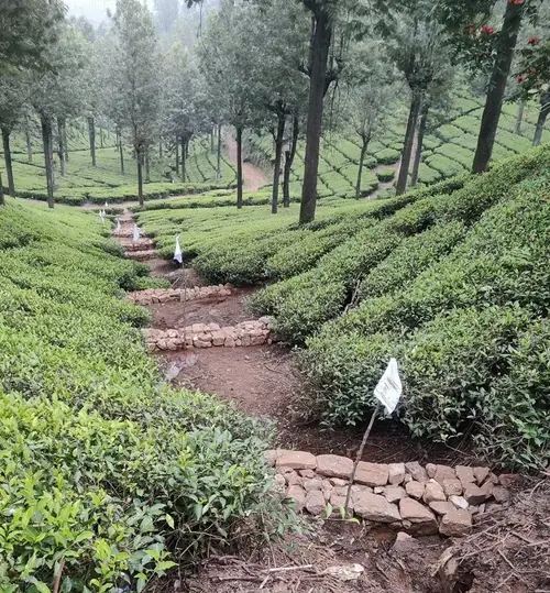 Soil and water conservation measure on the hill slopes