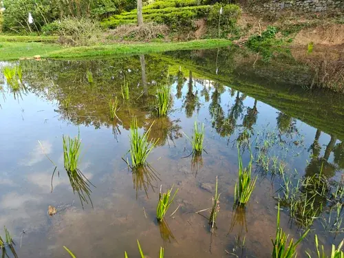 Bog bulrush planted in the newly developed wetland
