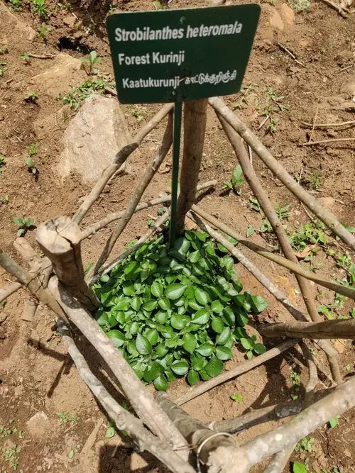 Introduction of native flora after managing IAS