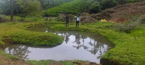 Constructed Wetlands