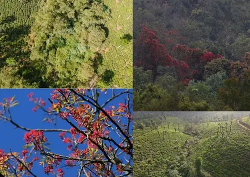 Watershed management and ecological restoration of a tea estate, Nilgiris, photograph 11