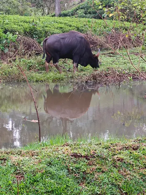 Wild Gaur graasing along the newly developed wetlands