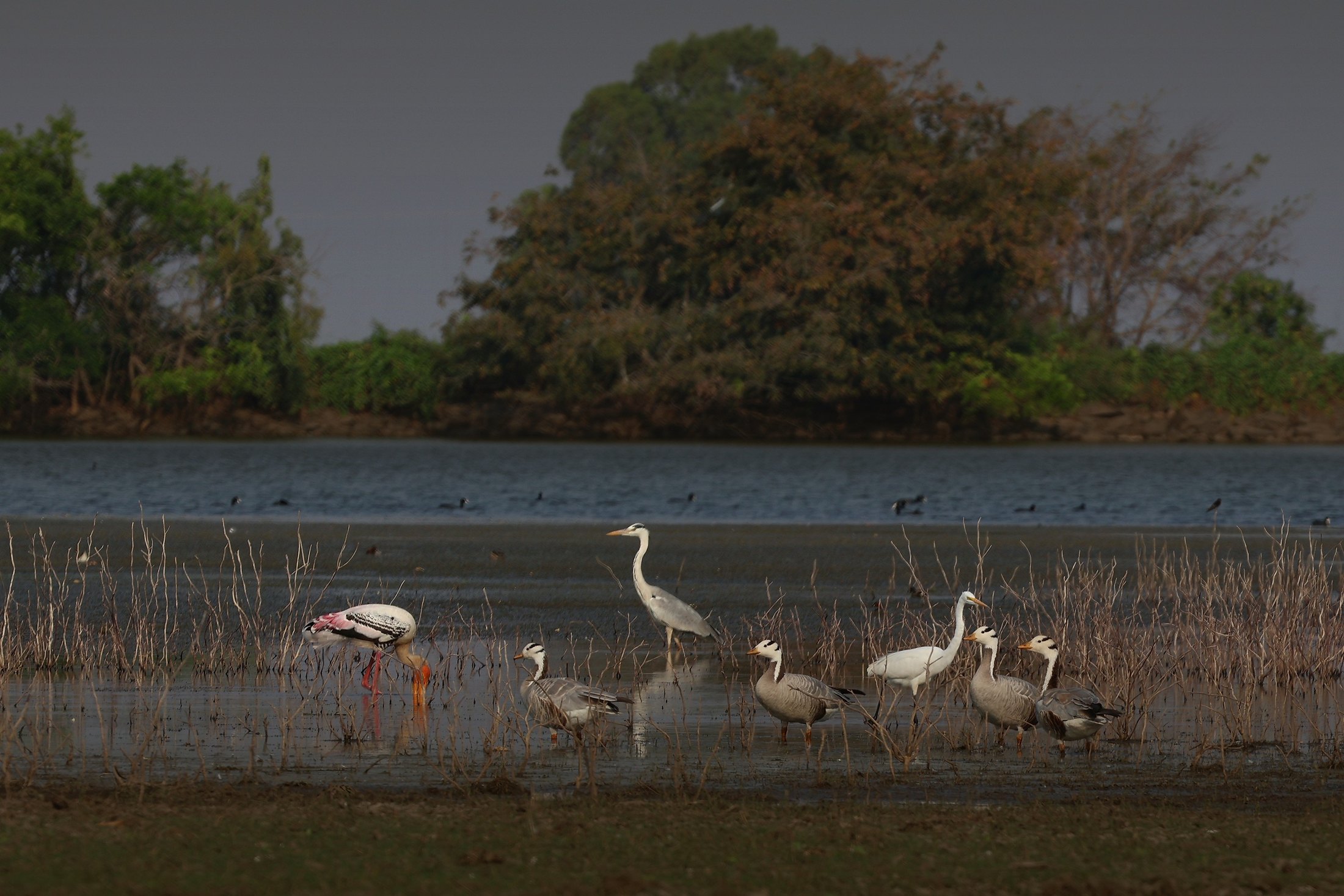 A wetland with many migratory birds — painted stork, grey heron and bar-headed geese — feeding among the reeds, in clear natural light.